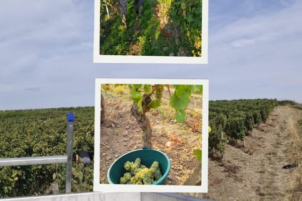 vendanges chenin 2026
